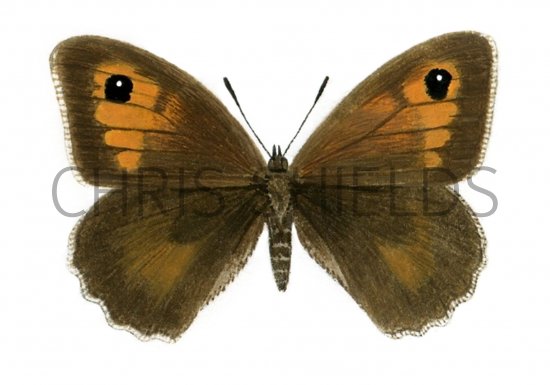 Illustration of Meadow Brown (female) Maniola jurtina  (#0310)