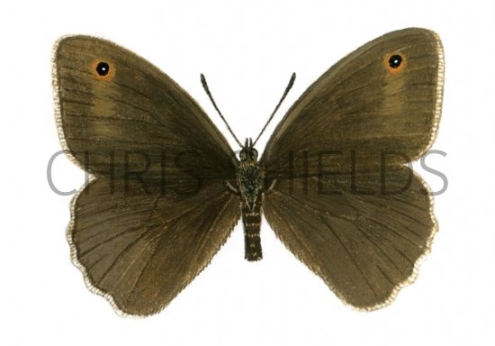 Illustration of Meadow Brown (male) Maniola jurtina (#0309)