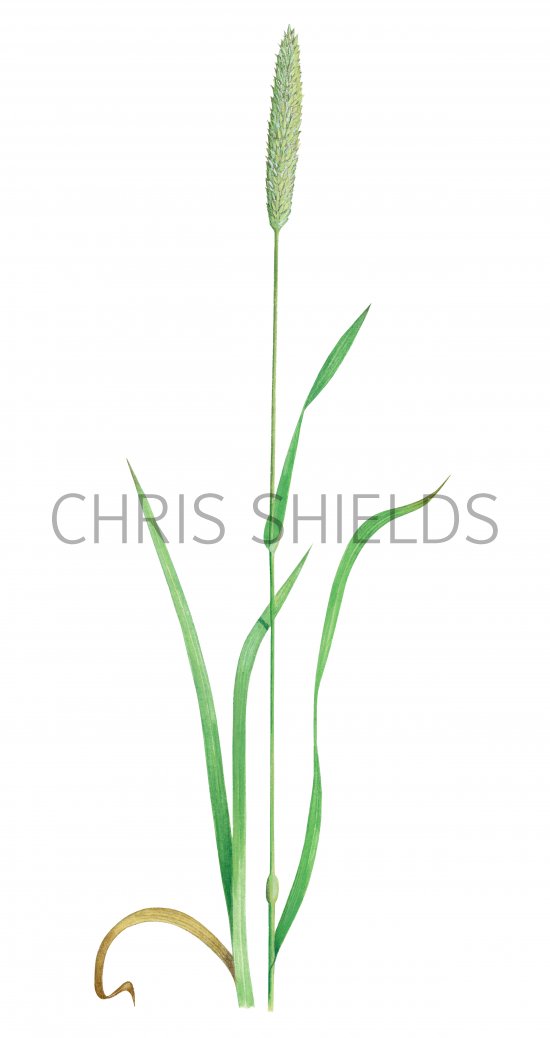 Illustration of Meadow Fox-tail Grass (Alopecurus pratensis) (#2083)