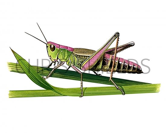 Illustration of Meadow Grasshopper (Chorthippus parallelus) (#3391)