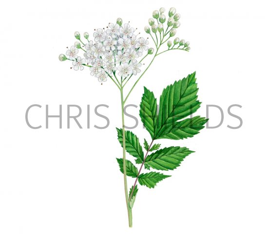 Illustration of Meadowsweet (Filipendula ulmaria) (#2078)