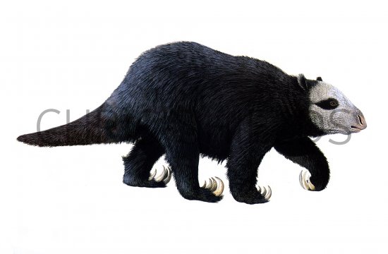Illustration of Megatherium (Giant Sloth) (#0590)