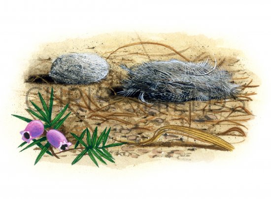 Illustration of Merlin pellet (Falco columbarius) (#1779)
