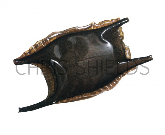 Illustration of Mermaids Purse (Ray or Skate Eggs) (#2333)