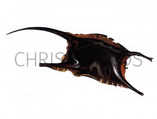 Illustration of Mermaids Purse (Ray or Skate Eggs) (#3622)