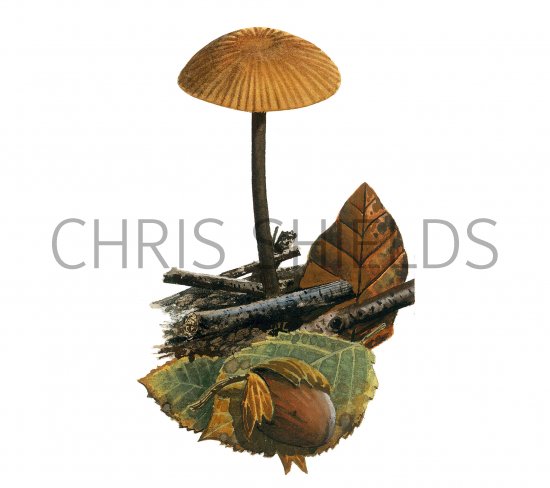 Illustration of Micromphale foetidum (Foetid Parachute) (#3919)