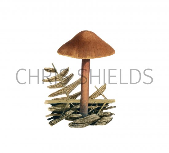 Illustration of Micromphale impudicum (#3927)