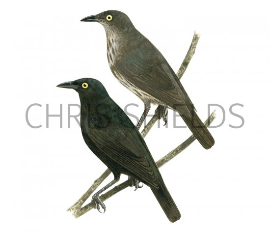 Illustration of Micronesian Starling (Aplonis opaca) adult and immature (#2213)