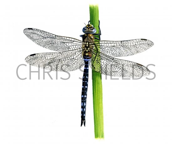 Illustration of Dragonfly (Migrant Hawker) Aeshna mixta (#1293)
