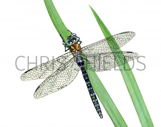 Illustration of Dragonfly (Migrant Hawker) Aeshna mixta (#1302)