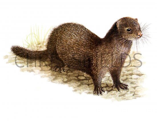 Illustration of Mink (Mistela vison) (#1315)