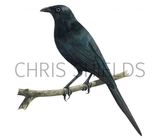 Illustration of Moluccan Starling (adult) Aplonis mysolensis (#2222)