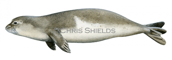 Illustration of Monk Seal (Monachus monachus) (#4637)