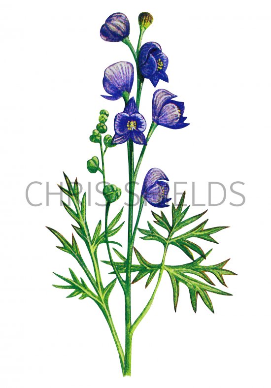 Illustration of Monkshood (Aconitum napellus) (#1255)