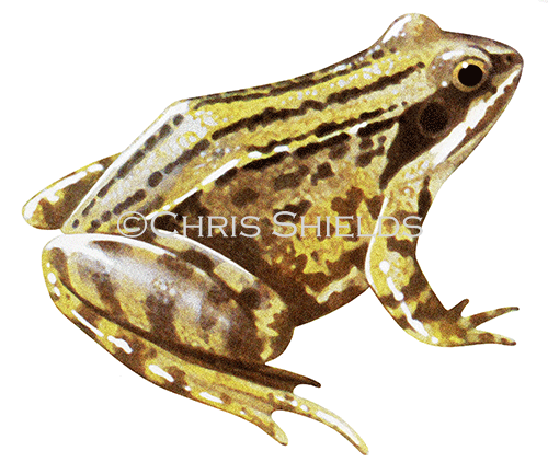 Illustration of Moor Frog (Rana arvalis) (#3101)