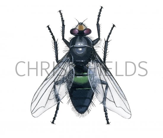 Illustration of Mortuary fly (Cynomyia mortuorum) (#3115)