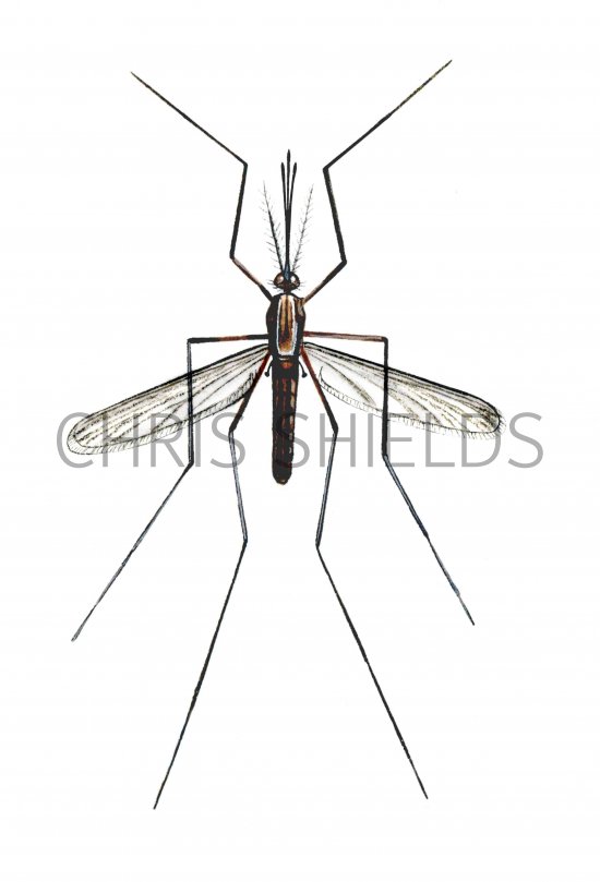 Illustration of Mosquito (Anopheles plumbens) (#2364)