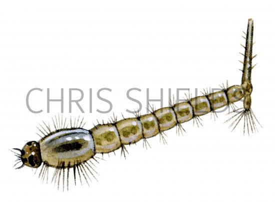 Illustration of Mosquito Larvae (#1262)