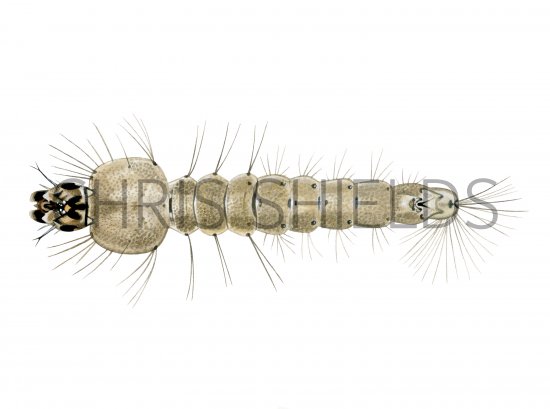 Illustration of Mosquito larvae (Anopheles sp) (#4364)