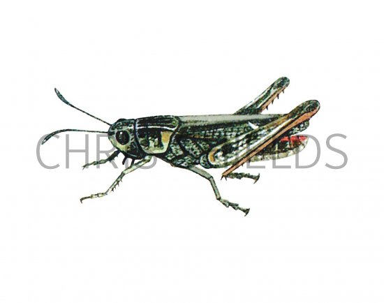 Illustration of Mottled Grasshopper (Myrmeleotettix maculatus) (#2587)