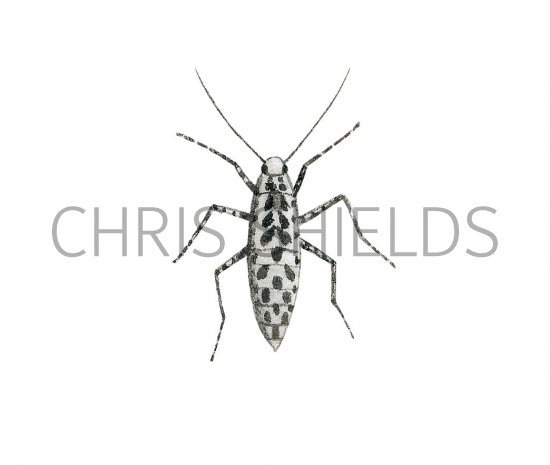 Illustration of Mottled Umber female (Erannis defoliaria) (#3495)