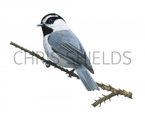 Illustration of Mountain Chickadee (Poecile gambeli) (#3902)