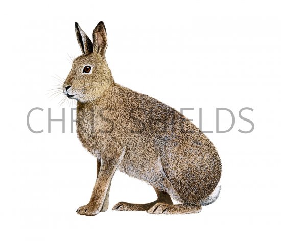 Illustration of Mountain Hare (Lepus timidus) (#3263)