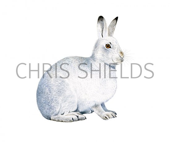 Illustration of Mountain Hare (Lepus timidus) (#3264)