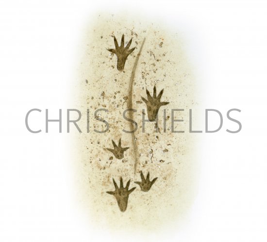 Illustration of Mouse Footprints (#4186)