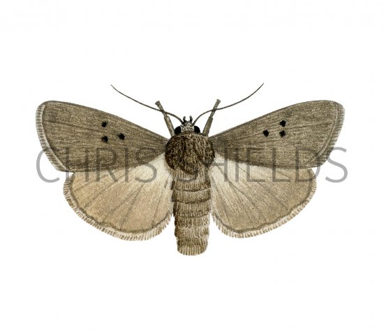 Illustration of Mouse Moth (Amphipyra tragopoginis) (#2485)