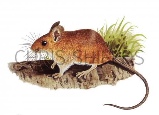 Illustration of Mouse - wood (Apodemus sylvaticus) (#4073)