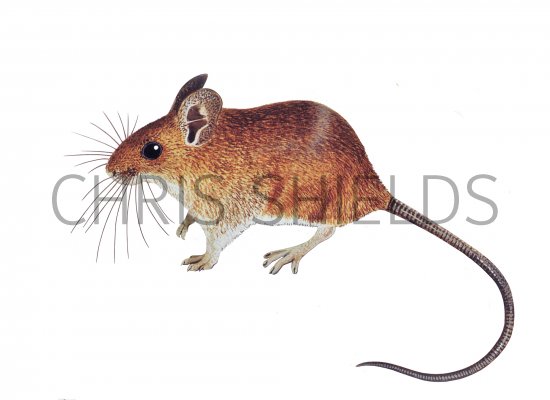 Illustration of Mouse - wood (Apodemus sylvaticus) (#4305)