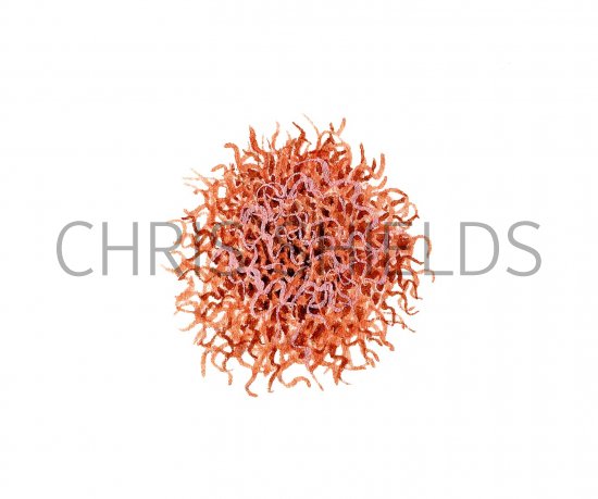 Illustration of Mud worms (Tubifex) (#2288)