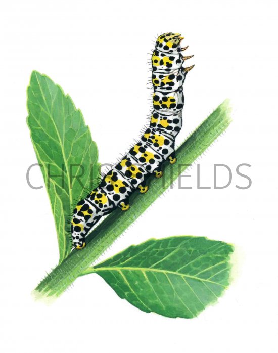 Illustration of Mullein Moth Caterpillar (Cucullia verbasci) (#2741)