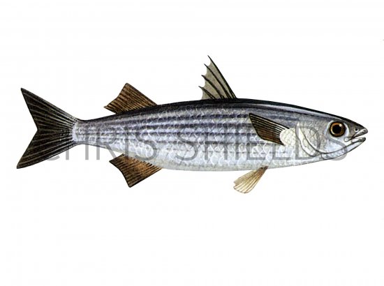 Illustration of Mullet (Thick-lipped) Chelon labrosus (#1085)