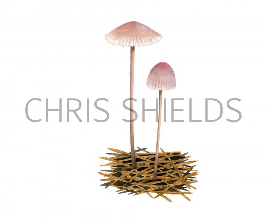 Illustration of Mycena capillaripes (Pinkedge Bonnet) (#3861)