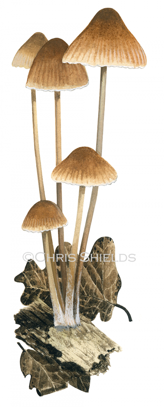 Illustration of Mycena inclinata (#4714)