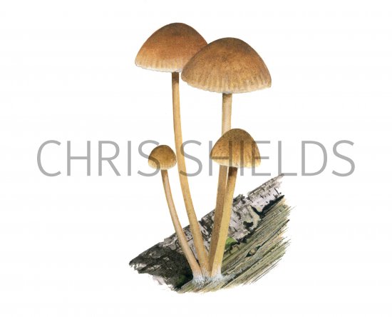 Illustration of Mycena renati (Beautiful Bonnet) (#3913)
