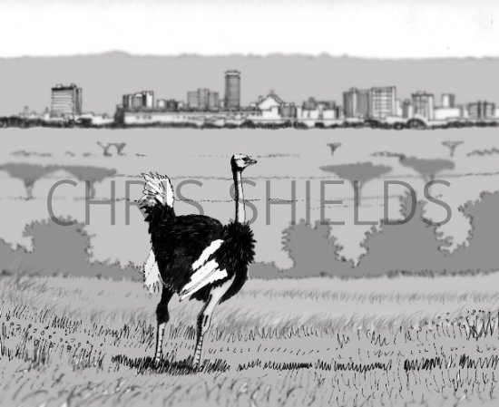 Illustration of Ostrich (Struthio camelus) in Nairobi (#0757)
