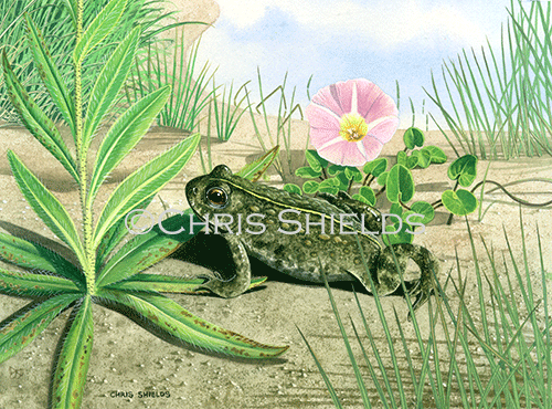 Illustration of Natterjack Toad (Epidalea calamita) (#0712)