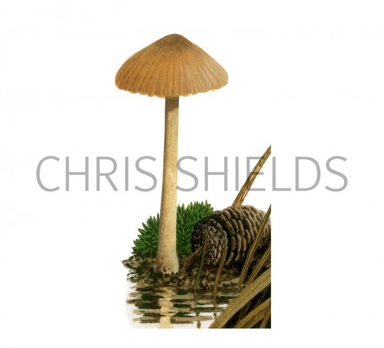 Illustration of Naucoria alnetorum (#3592)