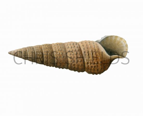 Illustration of Needle Whelk (Bittium reticulatum) (#1919)