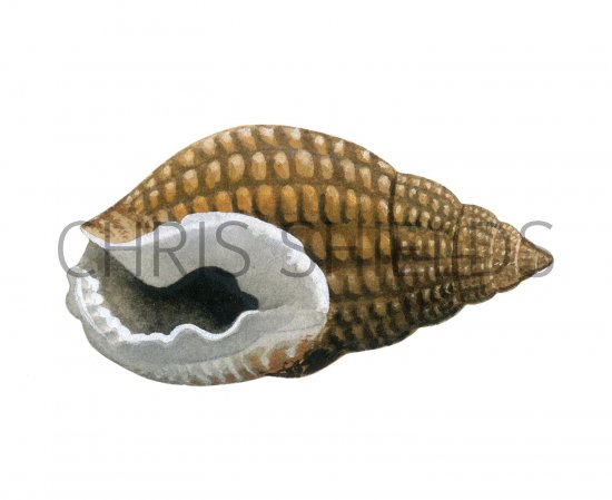 Illustration of Netted dog whelk (Hinia reticulate) (#1956)