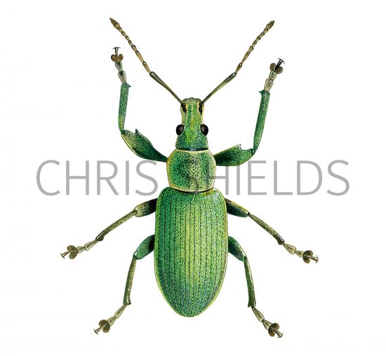 Illustration of Nettle Weevil (Phyllobius pomaceus) (#2686)