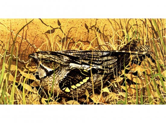 Illustration of Nightjar (Caprimulgus europaeus) (#0767)