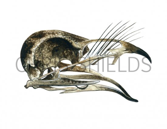 Illustration of Nightjar Skull (Caprimulgus europaeus) (#1756)