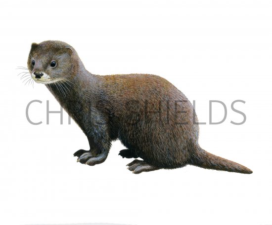 Illustration of North American Mink (Mustela lutreola) (#3909)