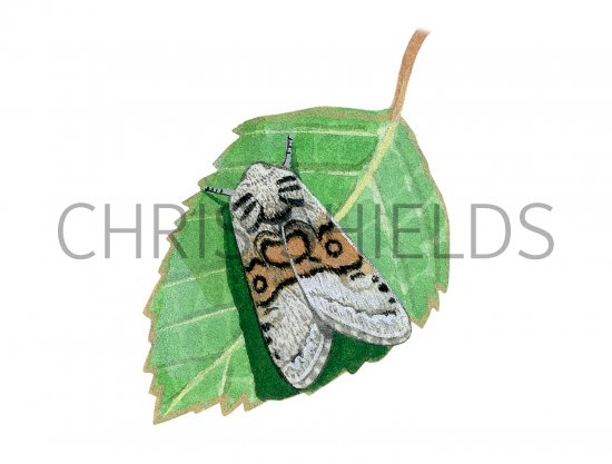 Illustration of Nut-tree Tussock Moth (Colocasia coryli) (#2486)