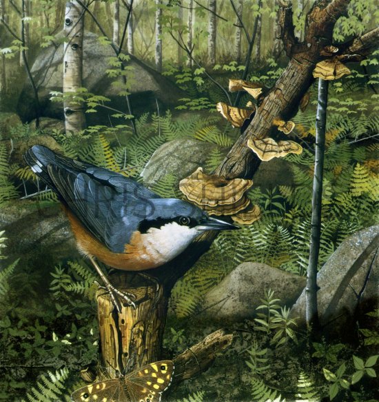 Illustration of Nuthatch (Sitta euopaea) (#1731)