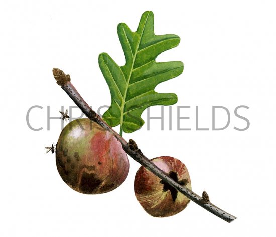 Illustration of Oak Apple Gall (#2869)